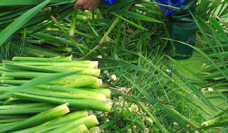 茭白苗浙茭6号，7号龙茭2号美人茭品种齐全，量大从优