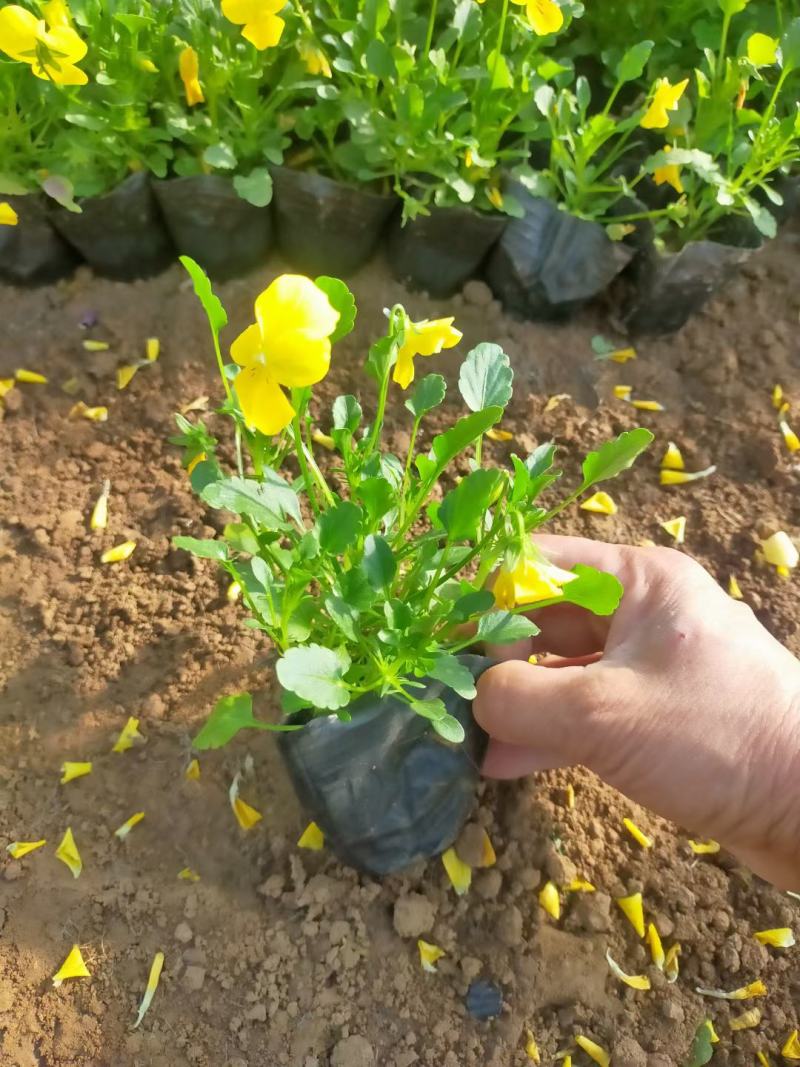 精品小杯角堇大量上市，各位老板选购批发，欢迎