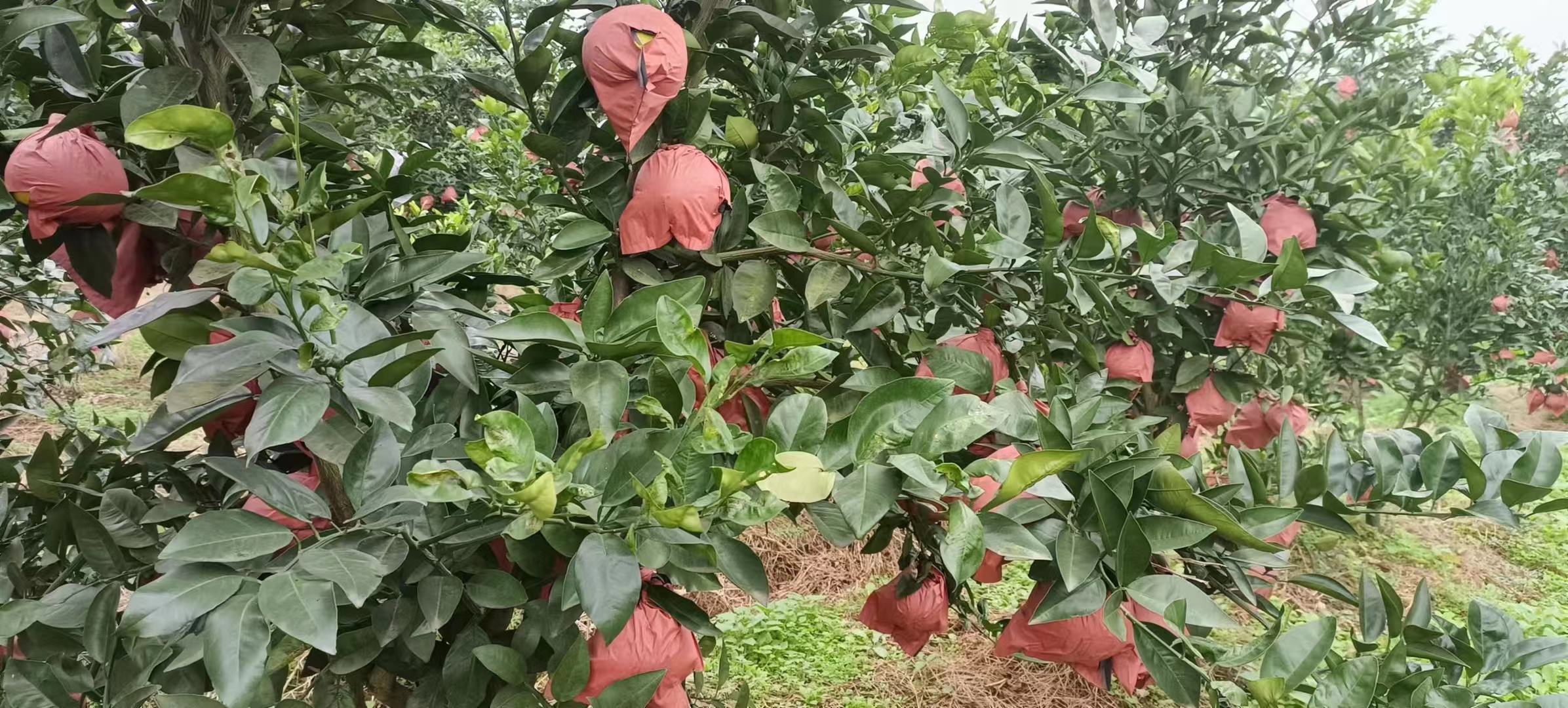 葡萄柚在水果摊上的展示