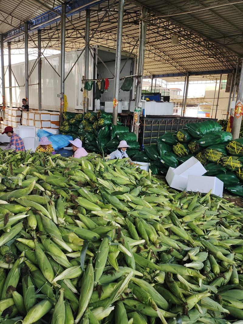 金银玉米水果玉米双色玉米广东产地大量货供应电商平台