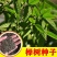 榉树种子红榉树小叶朴树小叶红榉大叶青榉种子大叶榉树
