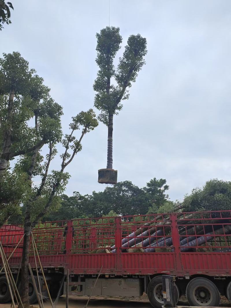 骨架香樟树20-25公分（诚信经营保质保量）
