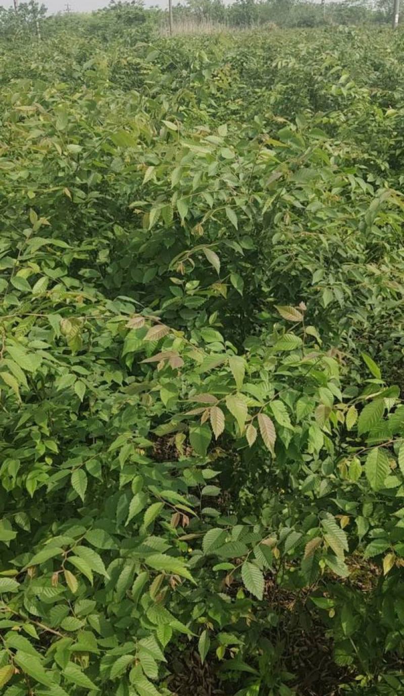 榉树种子红榉树小叶朴树小叶红榉大叶青榉种子大叶榉树