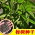 榉树种子红榉树小叶朴树小叶红榉大叶青榉种子大叶榉树