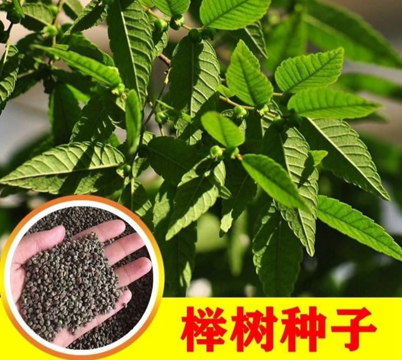 榉树种子红榉树小叶朴树小叶红榉大叶青榉种子大叶榉树