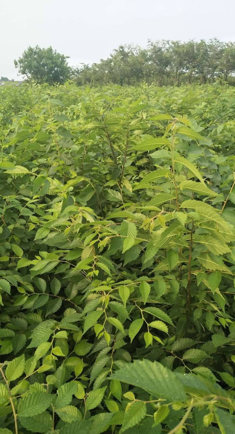 榉树种子红榉树小叶朴树小叶红榉大叶青榉种子大叶榉树