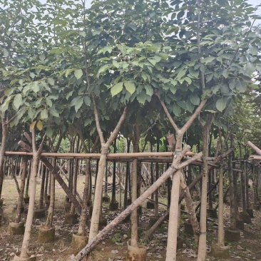 洋红风铃木5-8公分截杆骨架都有（诚信经营保质保）