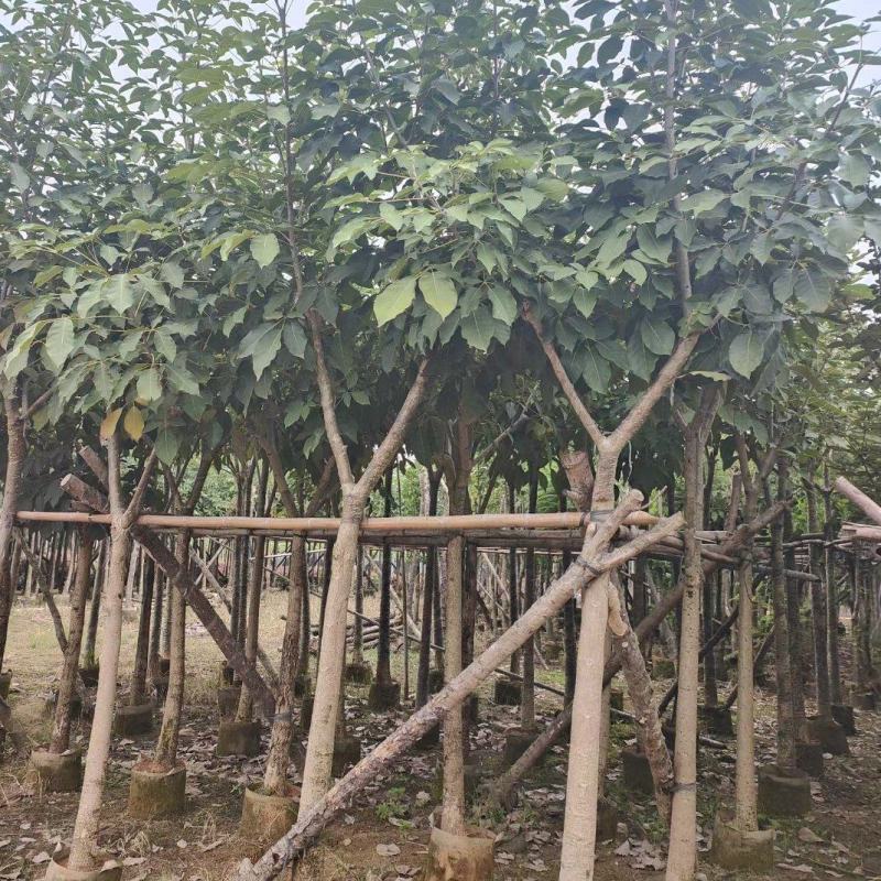 洋红风铃木5-8公分截杆骨架都有（诚信经营保质保）