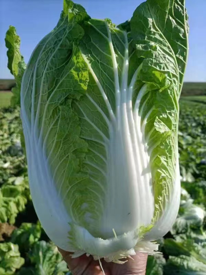 黄心大白菜自产自销货源充足诚信经营可视频看货