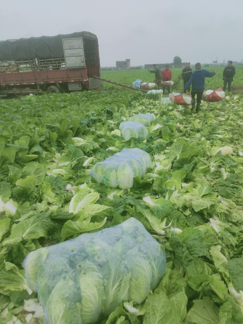 黄心大白菜自产自销货源充足诚信经营可视频看货