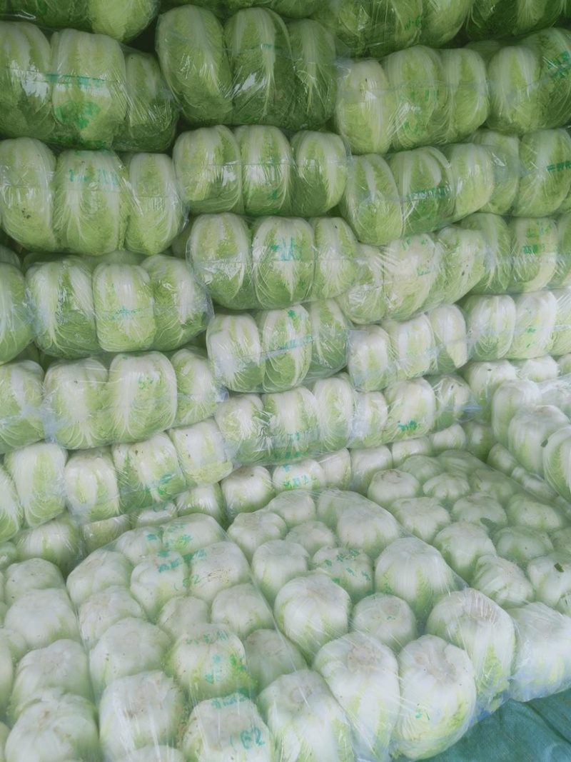 黄心大白菜自产自销货源充足诚信经营可视频看货
