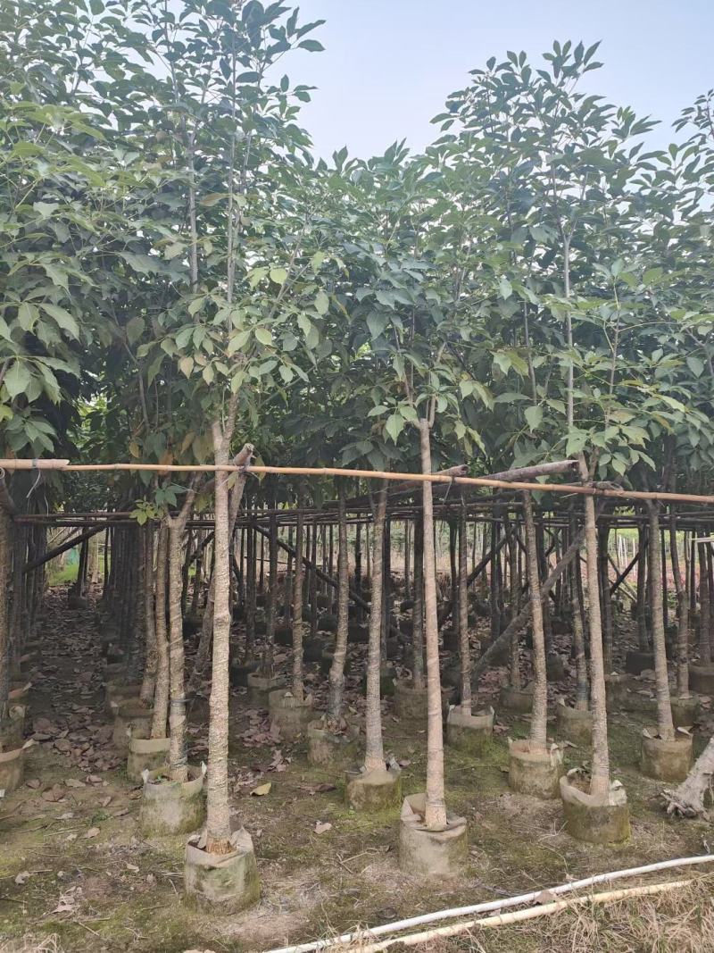 洋红风铃木5-8公分截杆骨架都有（诚信经营保质保）