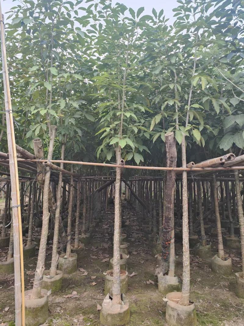 洋红风铃木5-8公分截杆骨架都有（诚信经营保质保）