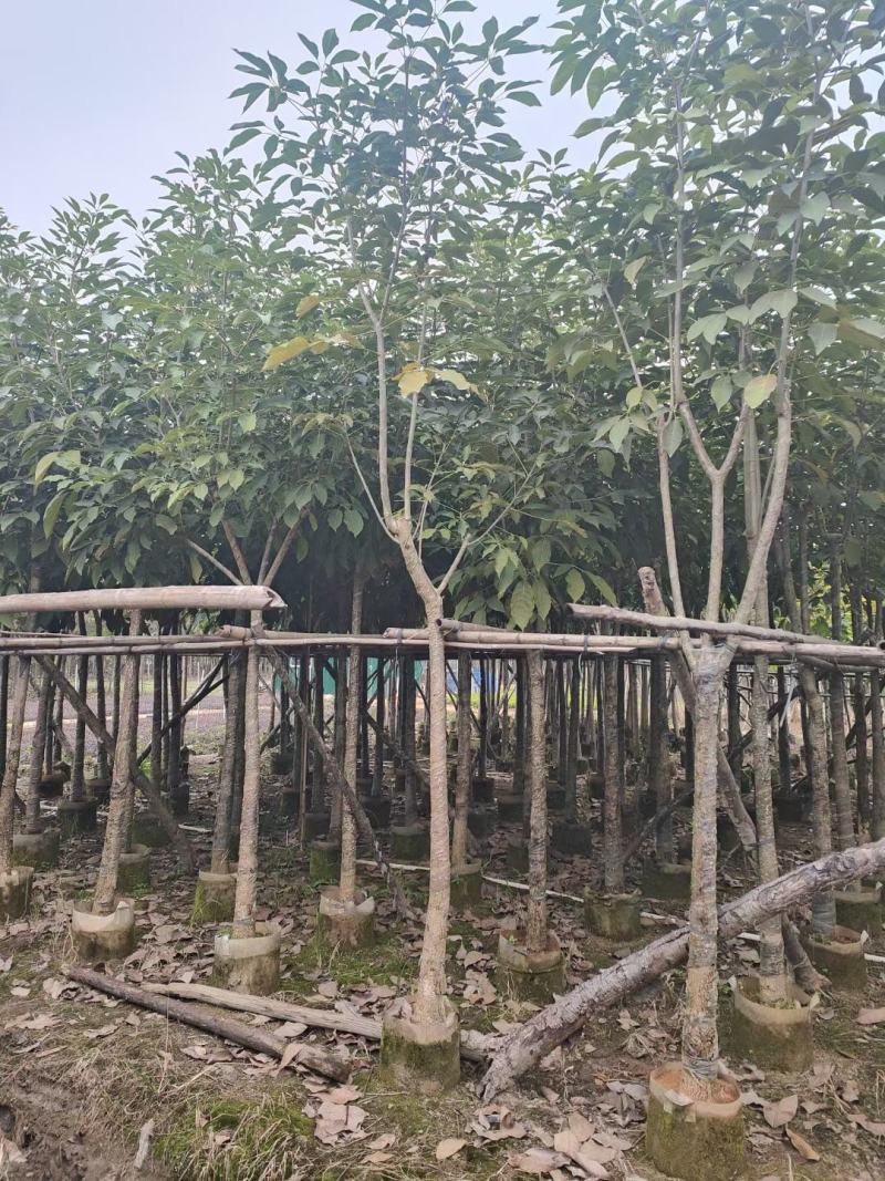 洋红风铃木5-8公分截杆骨架都有（诚信经营保质保）