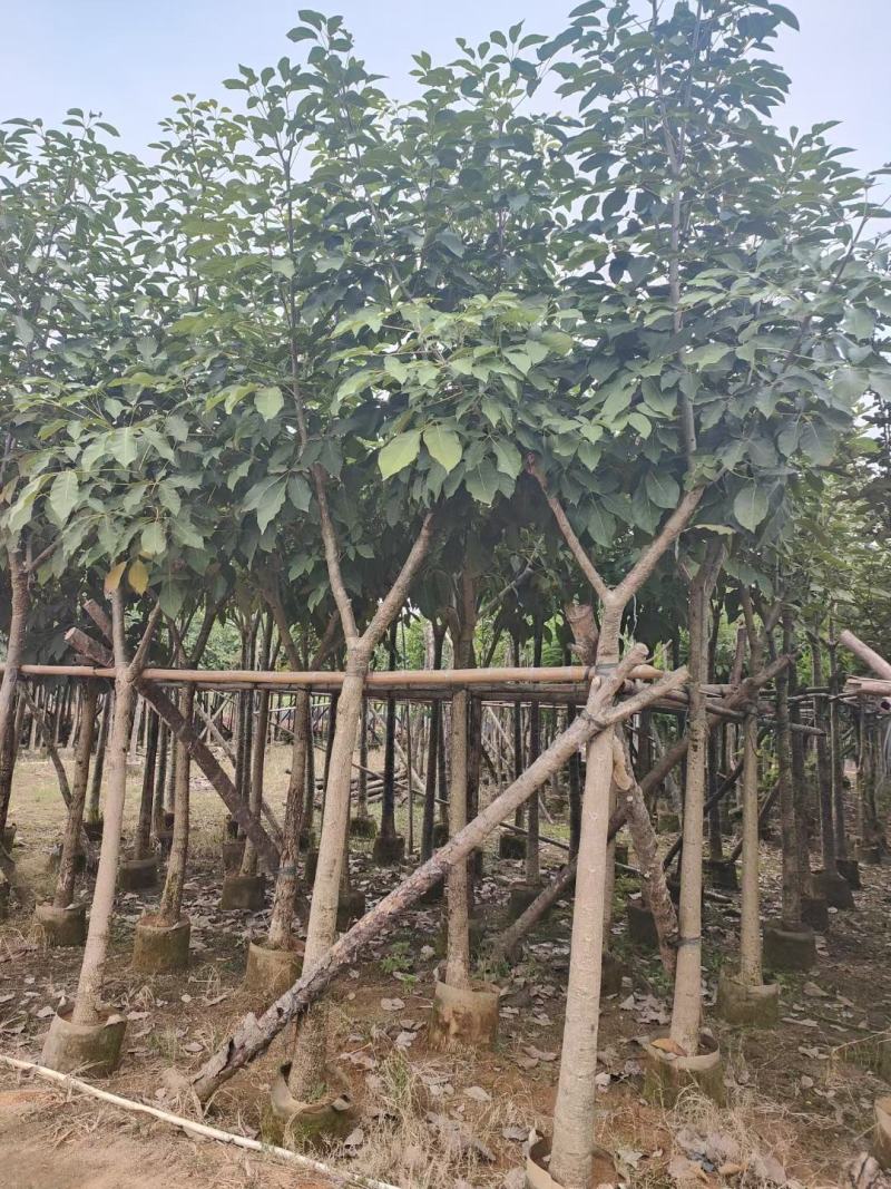 洋红风铃木5-8公分截杆骨架都有（诚信经营保质保）