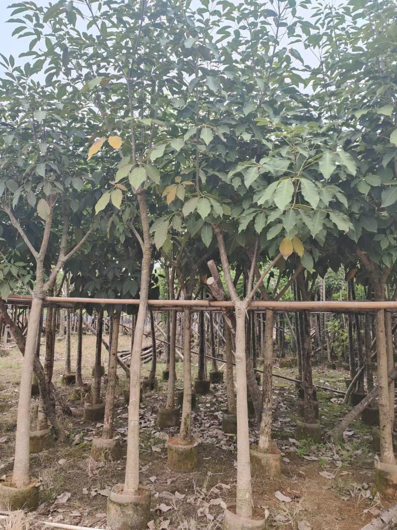 洋红风铃木5-8公分截杆骨架都有（诚信经营保质保）
