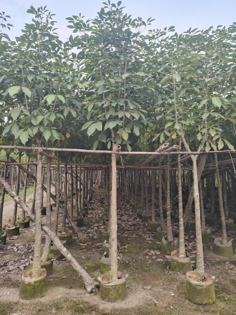 洋红风铃木5-8公分截杆骨架都有（诚信经营保质保）