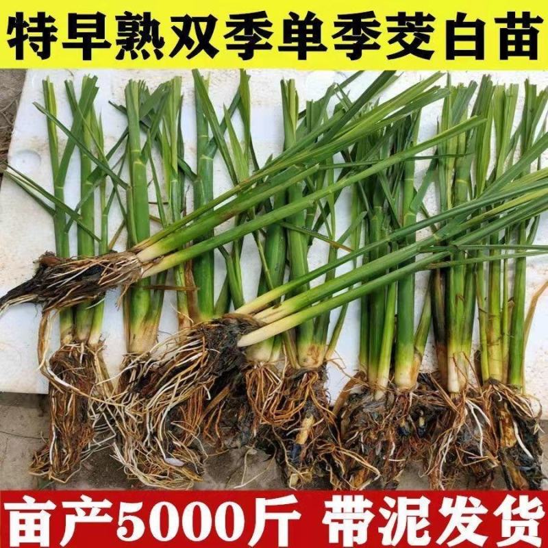 茭白种苗龙茭2号美人茭品种齐全诚信经营，欢迎来电咨询