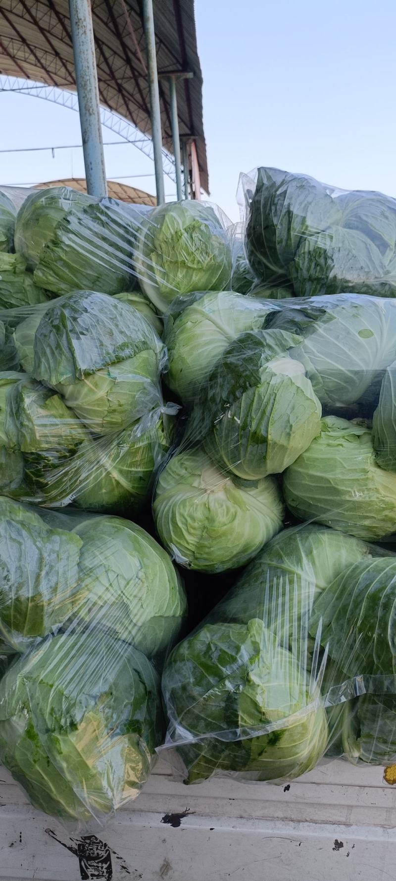 【产地直发】精品甘蓝现摘现发，品质保障，量大价低