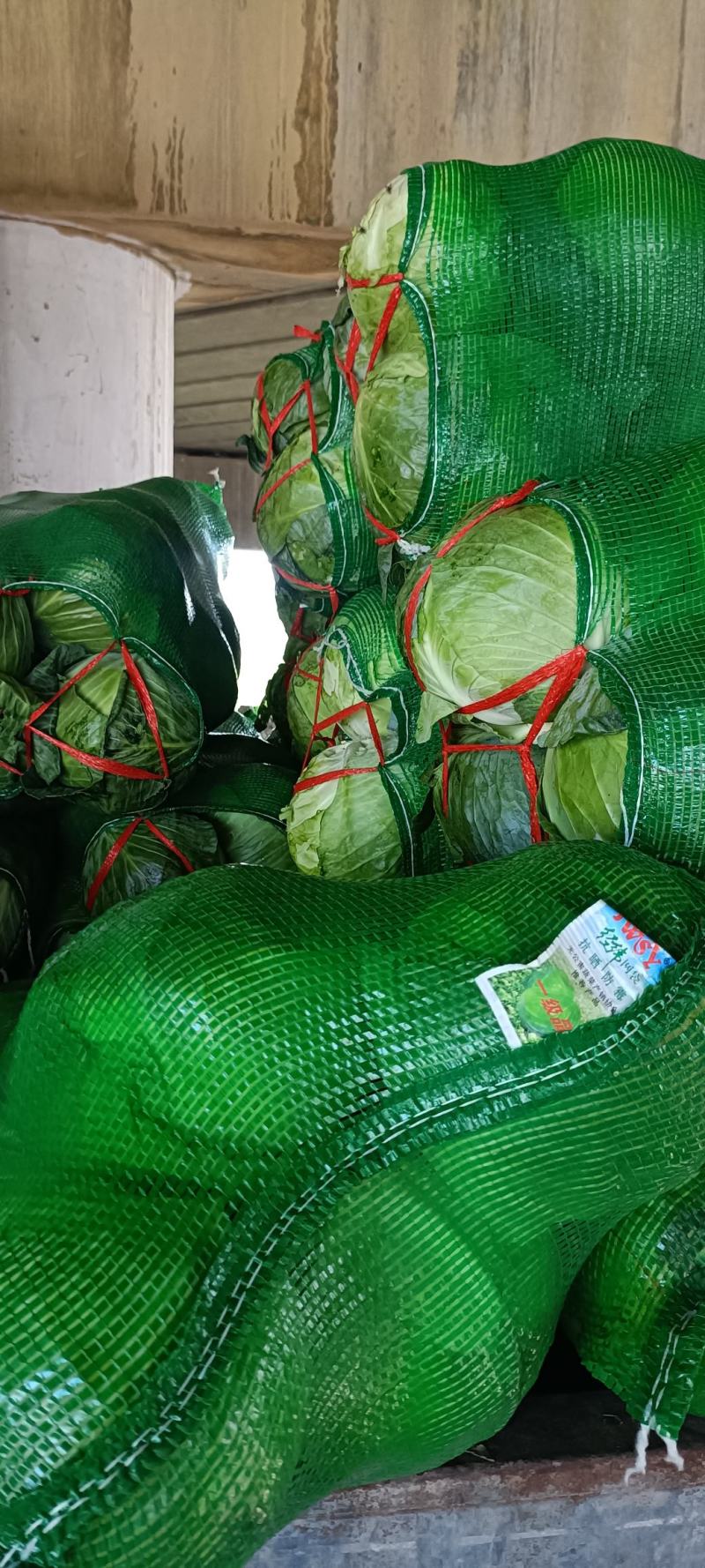【产地直发】精品甘蓝现摘现发，品质保障，量大价低