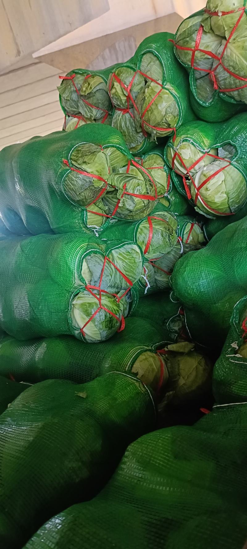 【产地直发】精品甘蓝现摘现发，品质保障，量大价低