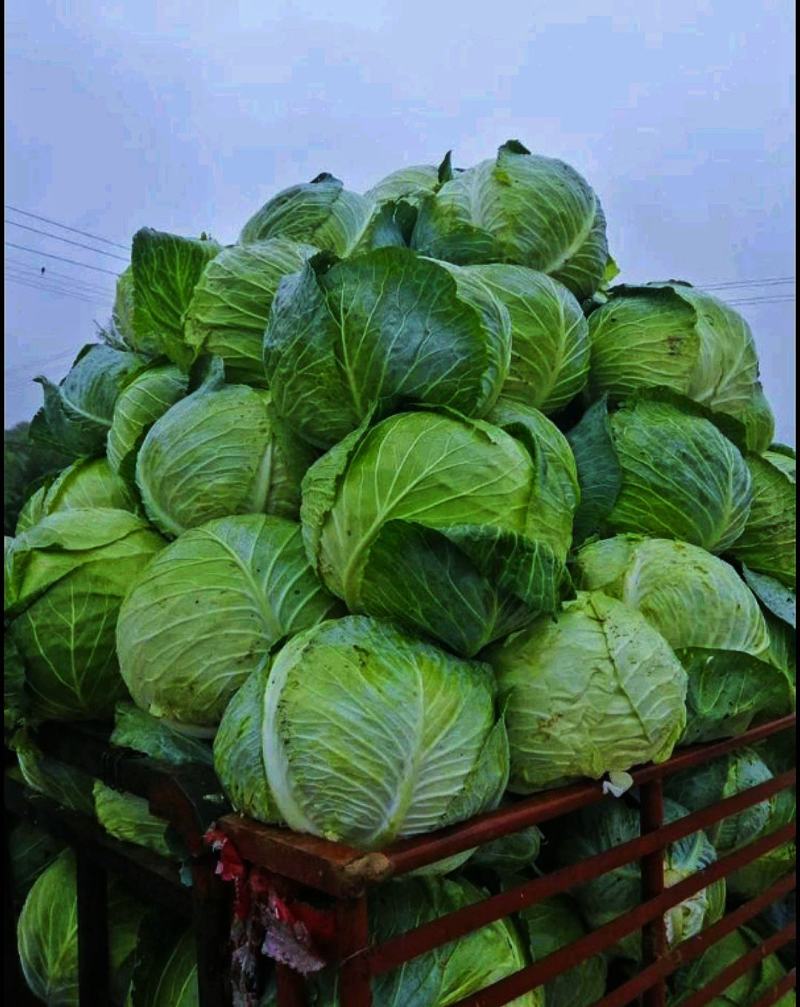 【产地直发】精品甘蓝现摘现发，品质保障，量大价低