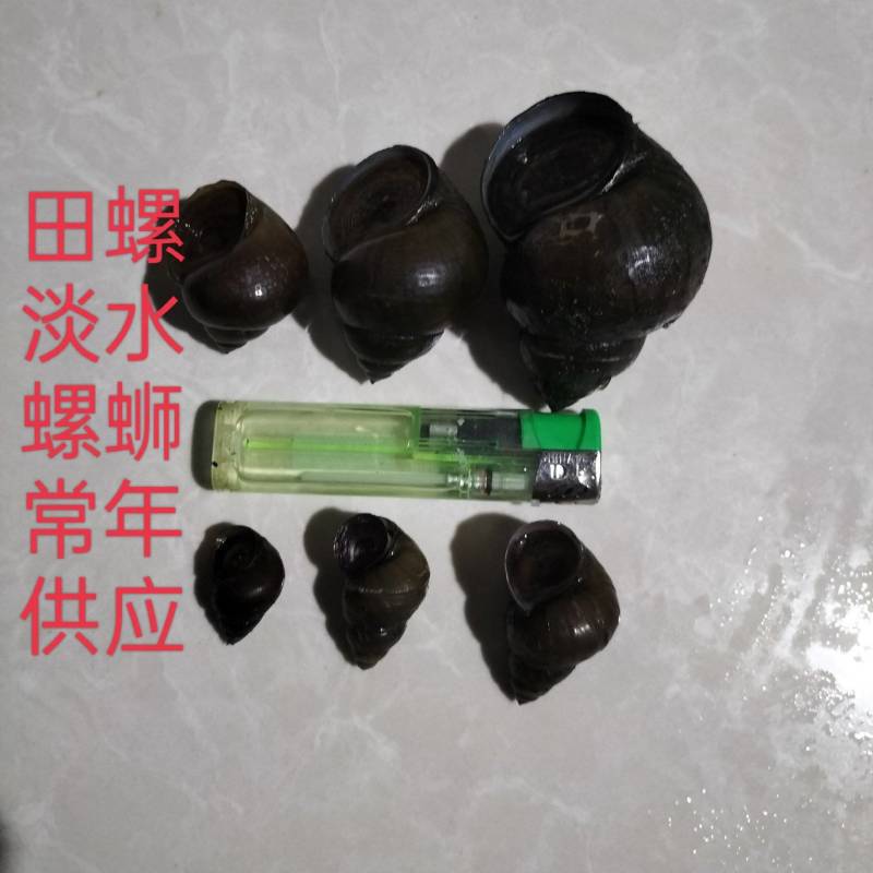 小螺中小螺中大螺，长期不断供应鲜活各种规格，肉质鲜嫩肥美