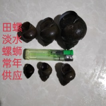 小螺中小螺中大螺，长期不断供应鲜活各种规格，肉质鲜嫩肥美
