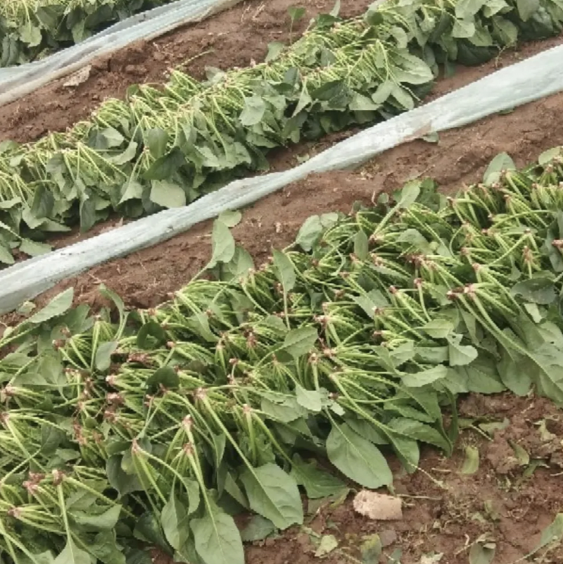 大叶菠菜菠菜大量上市产地发货量大从优欢迎来电
