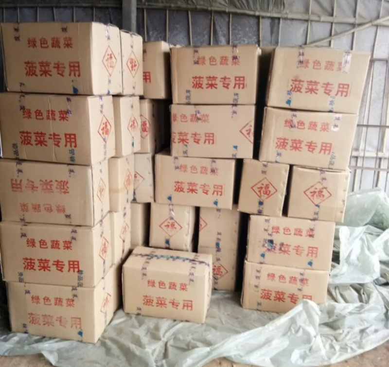 大叶菠菜菠菜大量上市产地发货量大从优欢迎来电