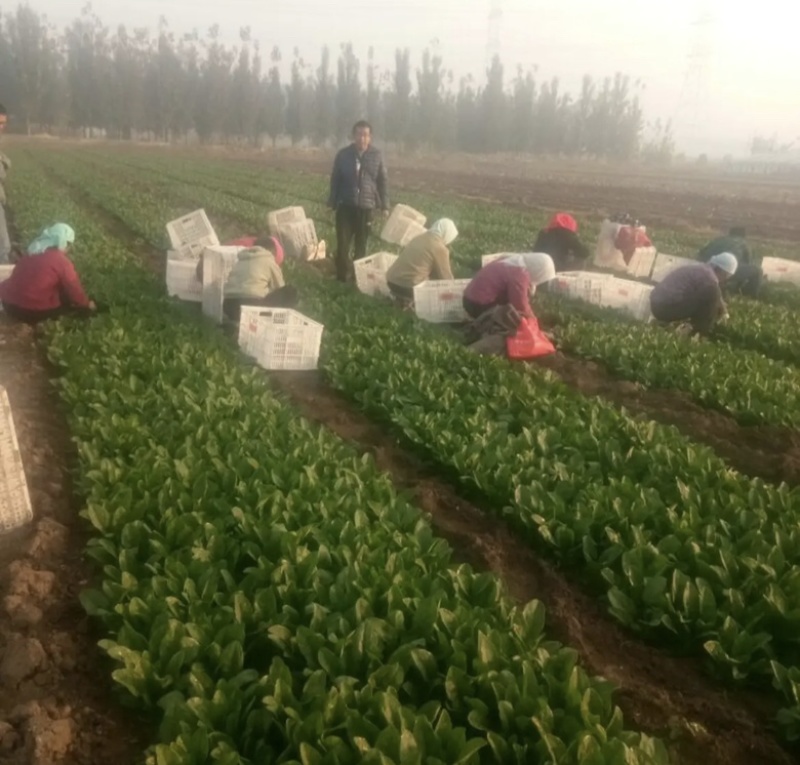 大叶菠菜菠菜大量上市产地发货量大从优欢迎来电