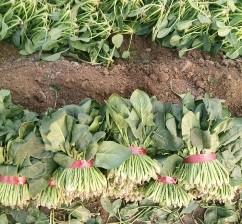 大叶菠菜菠菜大量上市产地发货量大从优欢迎来电