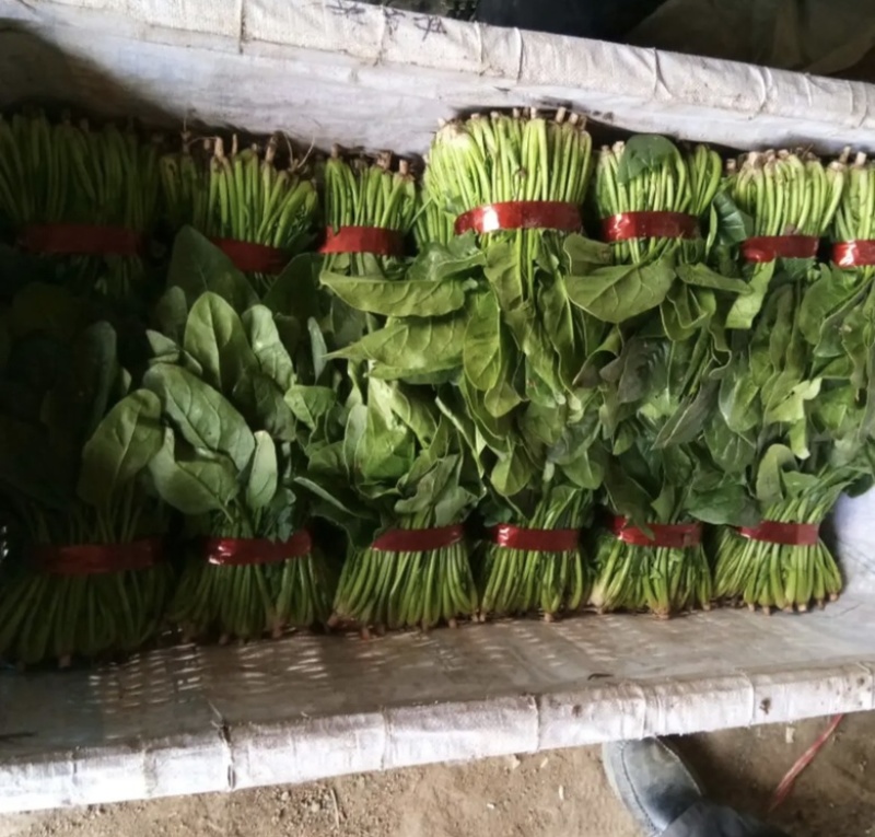 大叶菠菜菠菜大量上市产地发货量大从优欢迎来电