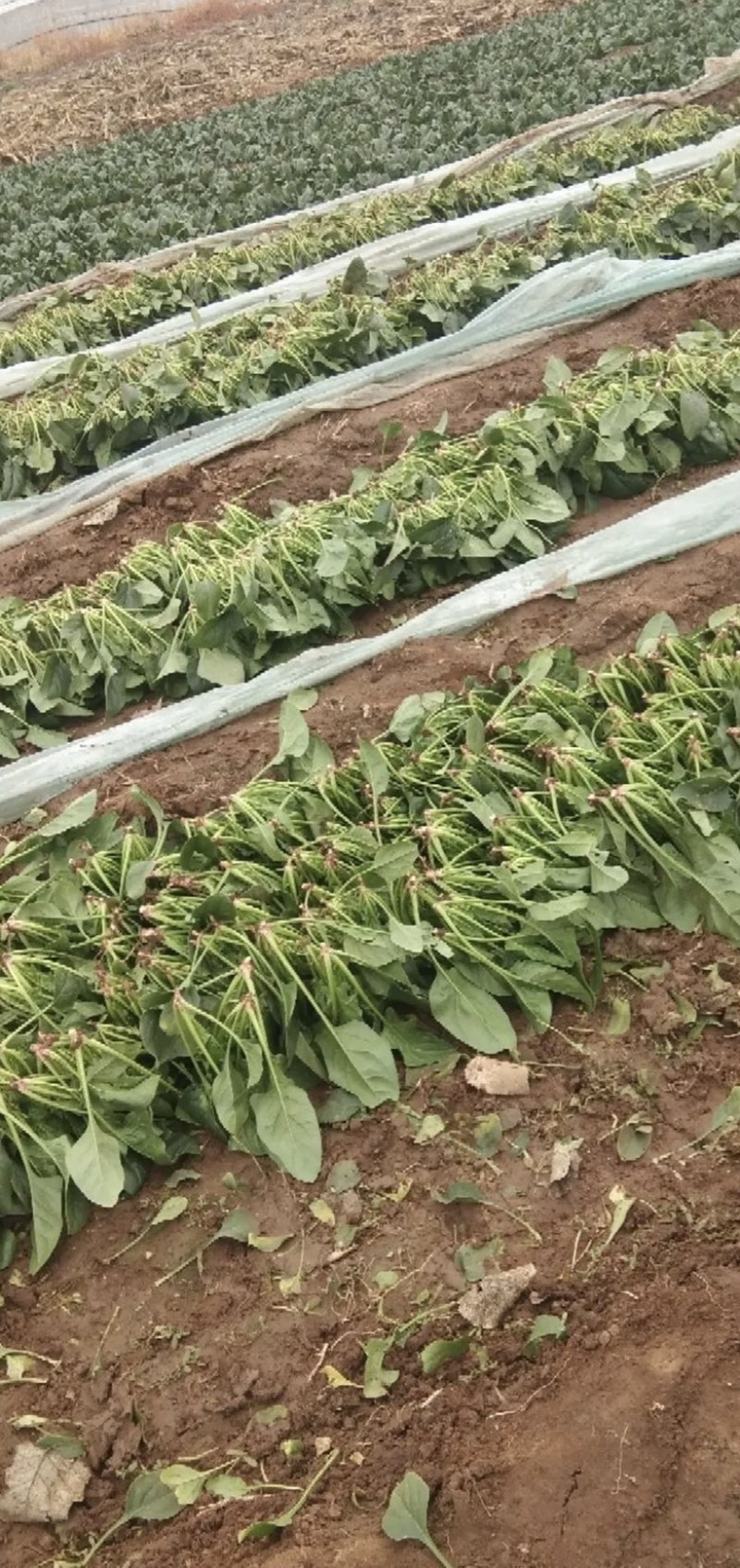 大叶菠菜菠菜大量上市产地发货量大从优欢迎来电