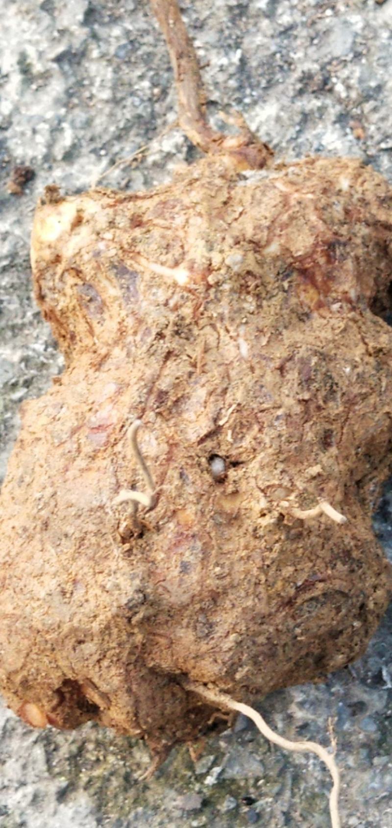 变色粉质土茯苓，发货地四川宜宾，纯野生货，欢迎进店选购