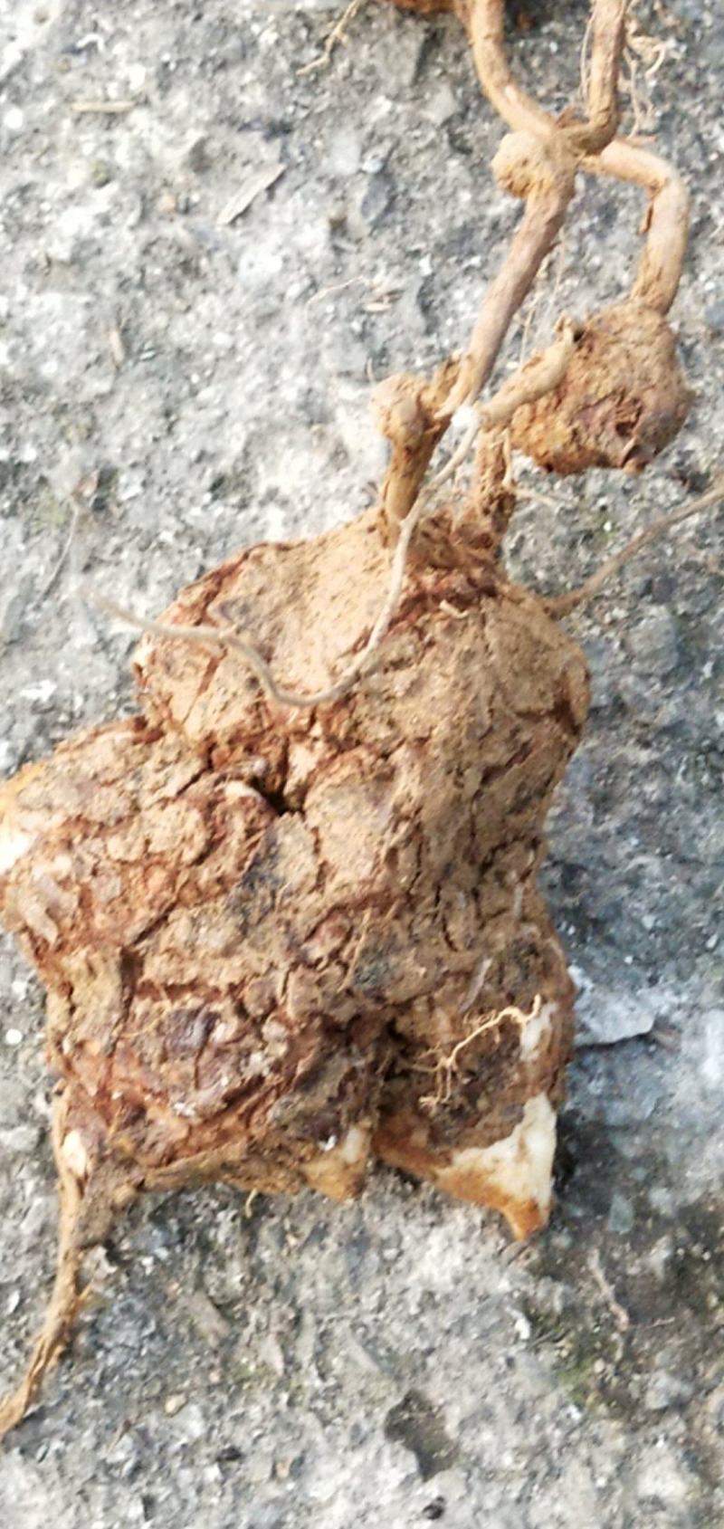 变色粉质土茯苓，发货地四川宜宾，纯野生货，欢迎进店选购
