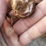 变色粉质土茯苓，发货地四川宜宾，纯野生货，欢迎进店选购