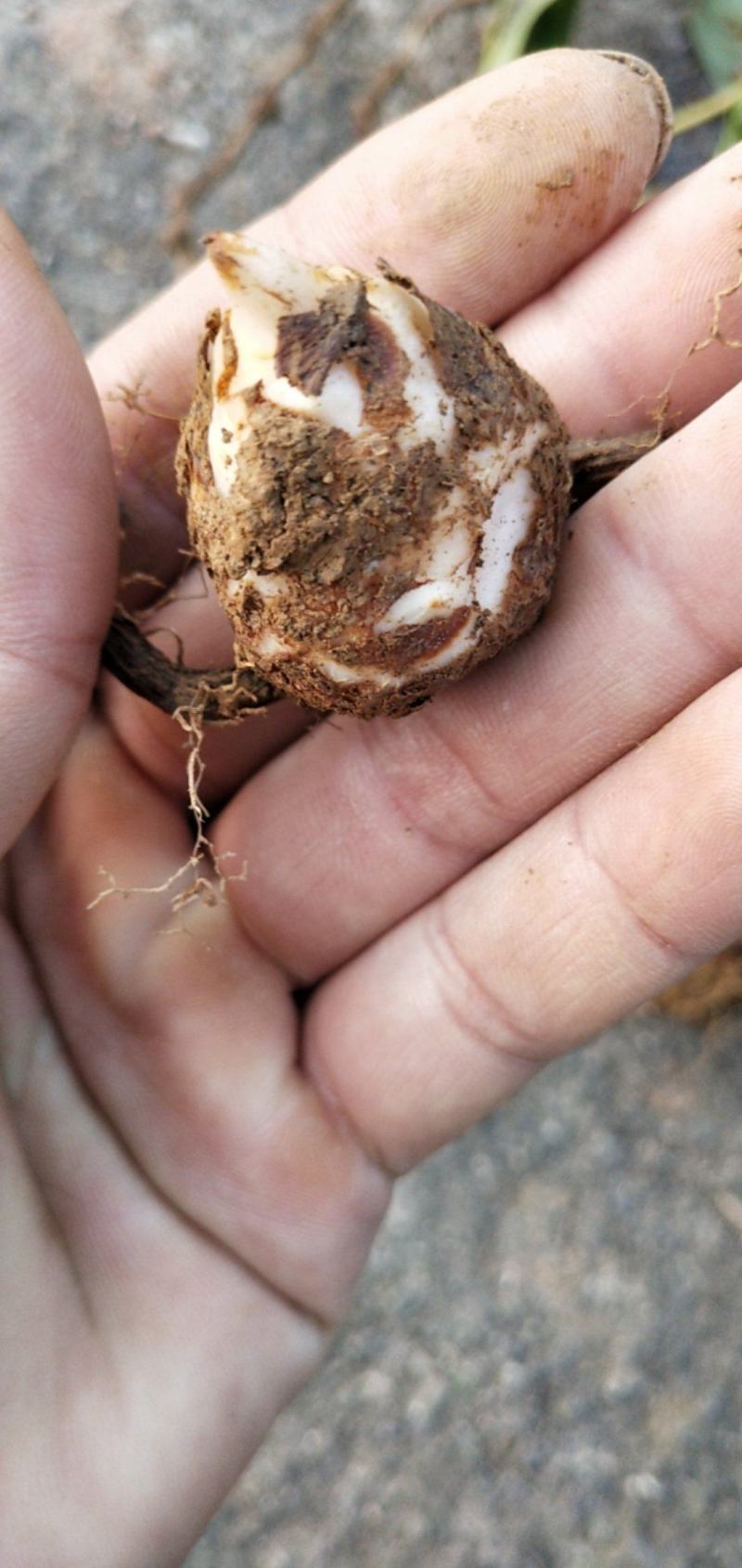 变色粉质土茯苓，发货地四川宜宾，纯野生货，欢迎进店选购