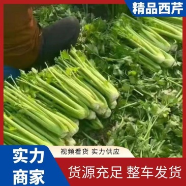 周口芹菜，西芹大/中/小/颗大量供应，视频看货，诚信经营