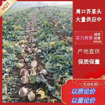 淮阳苤蓝苤辣洋芥菜大头菜洋大头大量供应酱菜厂