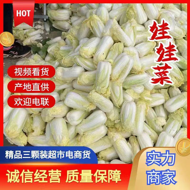 周口淮阳娃娃菜上市了，基地直供，诚实守信，