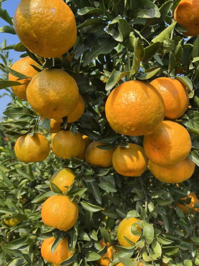 湖北宜昌芦柑，碰柑大量上市中，个头大口感甜