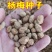 新采种子杨梅树种子当年新种籽林木种子果树种子杨梅种子