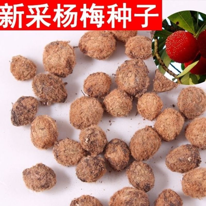 新采种子杨梅树种子当年新种籽林木种子果树种子杨梅种子