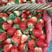 【天仙醉草莓】精品草莓大量上市供应市场电商商超