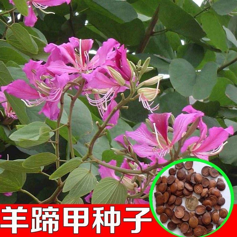 羊蹄甲种子红花羊蹄甲种子羊蹄甲树苗树种别名洋紫荆种子