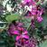 羊蹄甲种子红花羊蹄甲种子羊蹄甲树苗树种别名洋紫荆种子
