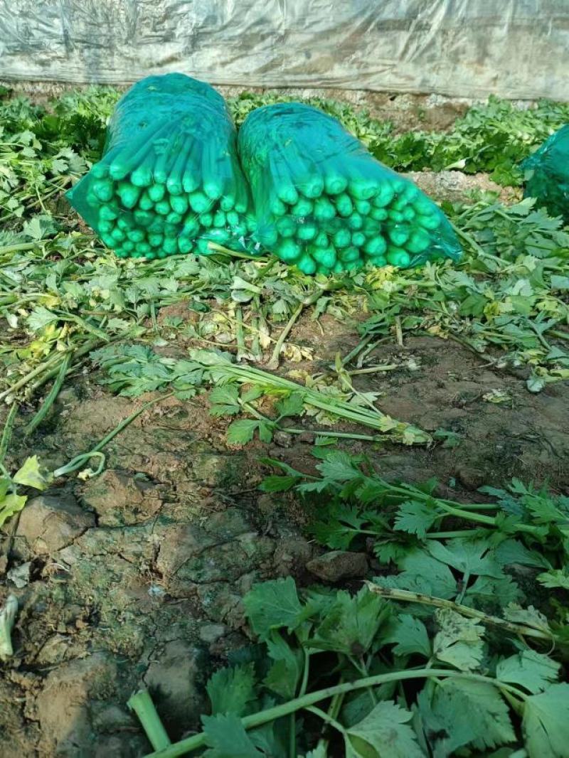 芹菜毛菜，产地直采货源稳定供应全国市场，欢迎咨询