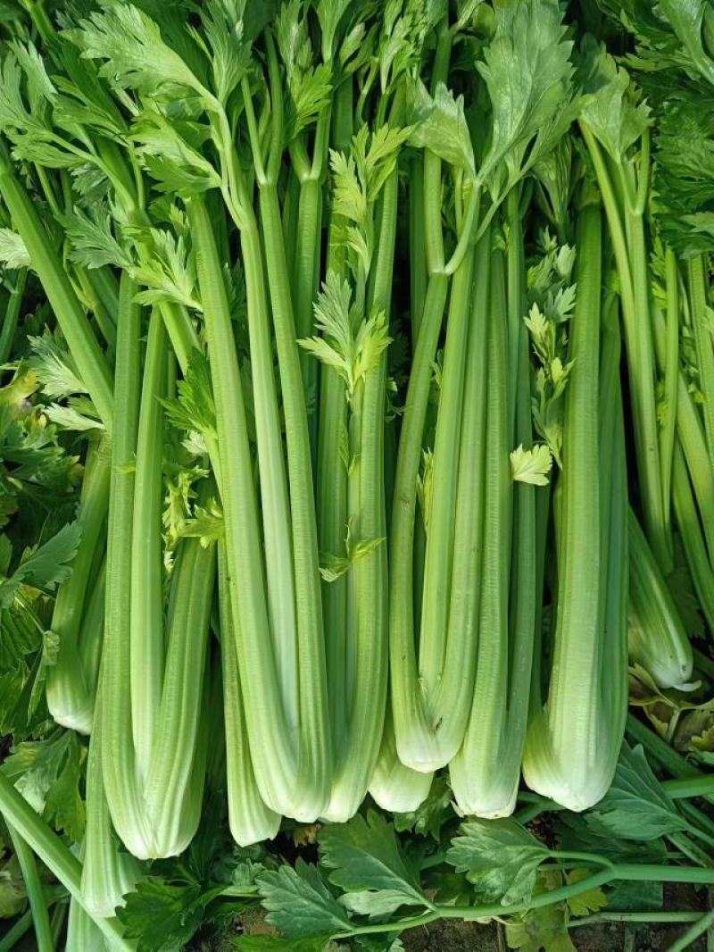 芹菜毛菜，产地直采货源稳定供应全国市场，欢迎咨询