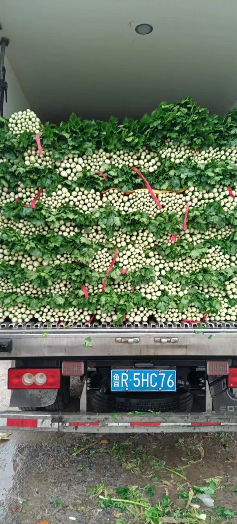 芹菜毛菜，产地直采货源稳定供应全国市场，欢迎咨询